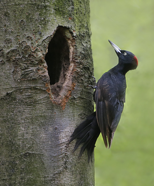 zwarte specht BP.jpg
